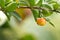 Fresh Barbados cherry on tree