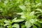 Fresh basil flower and basil leaf plant in the garden