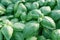 Fresh basil. Green basil. Green basil Food background. A lot of