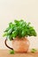 Fresh basil growing in a jug