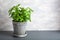 Fresh basil herb in flowerpot