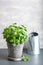 Fresh basil herb in flowerpot