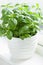 Fresh basil herb in flowerpot on window