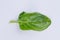 Fresh basil leaf on light background.