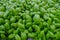 Fresh basil leaves. close up of a bunch of basil. Aromatic herbs. Cuisine. Healthy eating and lifestyle