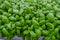 Fresh basil leaves. close up of a bunch of basil. Aromatic herbs. Cuisine. Healthy eating and lifestyle