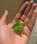 Fresh Basil leaves herb in hands