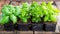 Fresh basil and oregano plants in pots on wooden surface.AI Generative ,