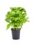 Fresh basil plant