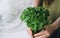 Fresh basil plant bush in the woman gardener hands. Home gardening