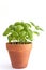 Fresh basil plant in a clay pot