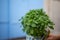 Fresh basil plant in a flowerpot behind a home`s window. Blur blue background, close up, copyspace.