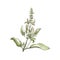 Fresh basil plant by watercolors on white background. Basil leaf and flower handdrawn illustration.