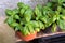 Fresh basil plants