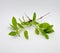 Fresh Basil plants with root were isolated on the white