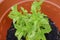 fresh basil in a pot close-up. close up of a bunch of basil Aromatic herbs. Cuisine. Gardening, city gardening