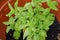 fresh basil in a pot close-uup. close up of a bunch of basil Aromatic herbs. Cuisine. Gardening, city gardening