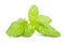 Fresh basil sprig