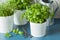 Fresh basil thyme herb in a pot