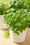 Fresh basil thyme herb in a pot