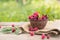 Fresh Basket full of raspberries closeup at raspberry bush with green leaves background. Summer harvest of berries