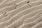 Fresh beach sand background with bird tracks in upper left, space for text