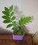 Fresh and beautiful apartment flowers inside a purple rectangular vase