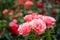 Fresh beautiful blooming bunch of pink orange rose on blurred red roses and green leaves garden background on sunshine day