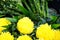 Fresh beautiful bright fluffy yellow blooming Chrysanthemums pompon flower foreground with green leaves background