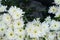 Fresh beautiful bright pure white blooming Chrysanthemums flower foreground with blurred green leaves background