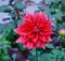 Fresh and Beautiful deep pink `American Dawn` dahlia flower with blurred green background