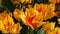 Fresh beautiful large saturated unusual yellow tulips flowers bloom in spring garden. Decorative tulip flower blossom in
