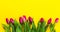 Fresh beautiful lila tulips on yellow colorful background. Spring concept. Horizontal, top view with copy space.