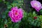 Fresh beautiful pink rose with buds, thorns and leaves on a bush in the garden, clouse up, copy space, soft focus, mock up.