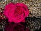 Fresh and beautiful red rose with water droplets, golden beads out of focus in the background, Concept glamor, love, beauty