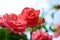 Fresh beautiful scarlet roses in natural setting close up