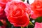 Fresh beautiful scarlet roses in natural setting close up