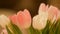 Fresh beautiful white and pink tulips. Spring concept.
