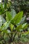 Fresh Beauty Alocasia Macrorrhiza Or Giant Taro Plants Leaves In Garden
