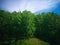 Fresh Beauty Green Growing Cassava Plants In Fields Of Agricultural Land At The Village