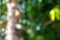 Fresh beautyful nature green tree blurry and bokeh background in the jungle