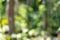 Fresh beautyful nature green tree blurry and bokeh background in the jungle