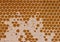 Fresh Bee honey in honeycomb pattern background