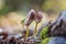 Fresh beech sapling in the forest, nature sunny background