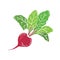 Fresh beet with leaf. Vector illustration. Juicy beetroot. vegetable.