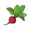 Fresh beet with leaf. Vector illustration. Juicy beetroot. vegetable.