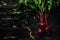 Fresh beet with tops, dark background, low key, top view