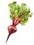 Fresh beetroot