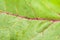 Fresh Beetroot Leaf