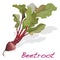 Fresh beetroot with leaves .Vector.